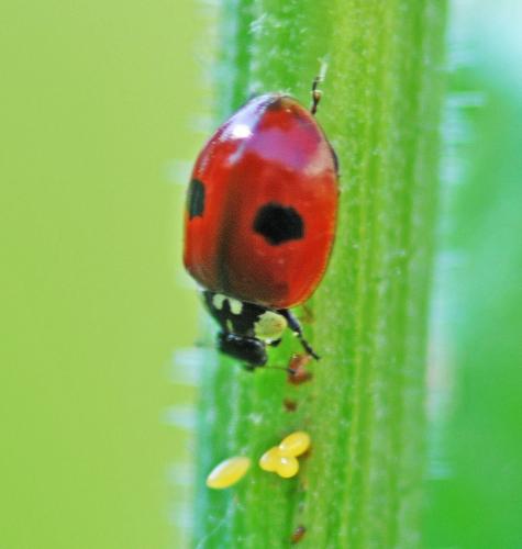 Réf. 325 784 : Adalia bipunctata